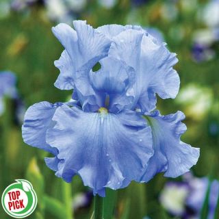 Open Ocean Iris Thumbnail